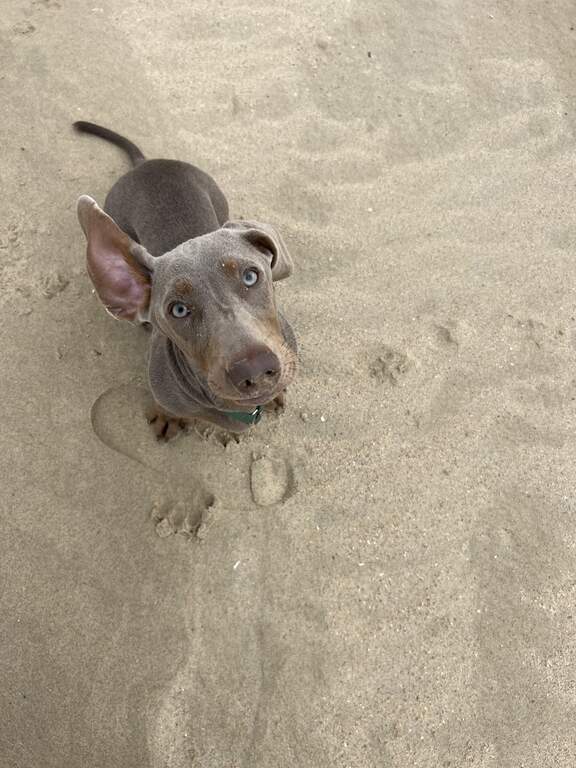 In Koksijde-Oostduinkerke is het heerlijk vertoeven. De Hoge Blekker, hoogste duin van de Vlaamse Kust, en de meer dan 700 ha natuurgebieden maken van Koksijde een echt wandelparadijs. Laat je ook verrassen door kunst en archeologie. Het Paul Delvauxmuseum bijvoorbeeld is een must see voor elke cultuurliefhebber. Oostduinkerke bruist van het authentieke vissersleven. Probeer zeker de garnaalvissers te paard te spotten! Koksijde, een unieke kustgemeente, biedt een verleidelijke combinatie van ongerepte natuur en culturele rijkdom. Jaarlijks trekken mensen naar deze plaats om te genieten van de 700 hectare aan natuurgebied, inclusief brede stranden en indrukwekkende duinuitzichten, zoals vanaf de hoogste duin van België, de Hoge Blekker. De gastronomische ervaring in Koksijde is niet te missen. Bezoekers kunnen hun smaakpapillen verwennen bij de Huisbrouwerij Sint-Idesbald, waar je het lokale abdijbier kunt proeven, of genieten van de ontspannen sfeer in de strandbars. Het hele jaar door biedt de zeedijk mogelijkheden om heerlijk te eten en te drinken met uitzicht op zee. De gemeente herbergt diverse toprestaurants die lof oogsten van critici zoals Gault & Millau, en lokale handelaars bieden alles van verse bakkerijproducten tot delicatessen. Koksijde omvat drie badplaatsen: Koksijde, Oostduinkerke en Sint-Idesbald, elk met hun eigen karakter en specialiteiten. Sint-Idesbald staat bekend als kunstoord, Koksijde biedt tal van evenementen en heeft een indrukwekkend gemeentehuis, en Oostduinkerke is beroemd om zijn garnalenvissers te paard. Wulpen, een deelgemeente van Koksijde, biedt een landelijke ontsnapping waar bezoekers kunnen ontspannen tussen de koeien en langs de vaart. Sportliefhebbers vinden in Koksijde een breed aanbod aan activiteiten, van ochtendjogging op het strand en mountainbiken in de duinen tot watersporten in zee. De regio biedt fantastische fiets- en wandelroutes, mogelijkheden voor golf en het huren van billekarren of gocarts. Voor wie verkoeling zoekt, is er in de zomer een verwarmd openluchtzwembad in Oostduinkerke. Cultuurliefhebbers kunnen hun hart ophalen in Koksijde. Het NAVIGO Visserijmuseum duikt diep in de visserijgeschiedenis en biedt een indrukwekkende blik op het skelet van potvis Valentijn. In het Delvauxmuseum bewonder je wereldberoemde werken van Paul Delvaux. Kunstcentrum Ten Bogaerde stimuleert de liefde voor moderne kunst, terwijl ambachtenmuseum 't Krekelhof en natuurhistorisch museum MuseOs educatieve verrijking bieden. Voor theater, muziek, stand-upcomedy, circus en dansvoorstellingen is cultuurcentrum CasinoKoksijde de plek bij uitstek, met een brede waaier aan avondvoorstellingen.