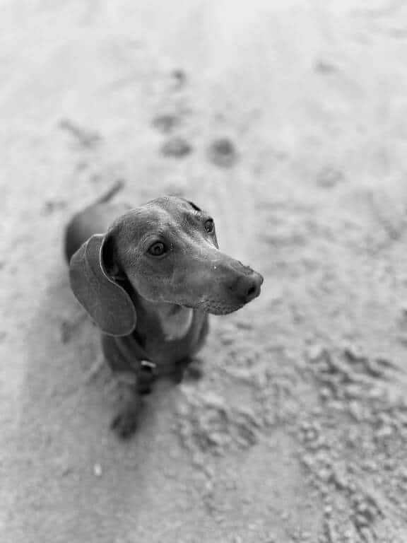 In Koksijde-Oostduinkerke is het heerlijk vertoeven. De Hoge Blekker, hoogste duin van de Vlaamse Kust, en de meer dan 700 ha natuurgebieden maken van Koksijde een echt wandelparadijs. Laat je ook verrassen door kunst en archeologie. Het Paul Delvauxmuseum bijvoorbeeld is een must see voor elke cultuurliefhebber. Oostduinkerke bruist van het authentieke vissersleven. Probeer zeker de garnaalvissers te paard te spotten! Koksijde, een unieke kustgemeente, biedt een verleidelijke combinatie van ongerepte natuur en culturele rijkdom. Jaarlijks trekken mensen naar deze plaats om te genieten van de 700 hectare aan natuurgebied, inclusief brede stranden en indrukwekkende duinuitzichten, zoals vanaf de hoogste duin van België, de Hoge Blekker. De gastronomische ervaring in Koksijde is niet te missen. Bezoekers kunnen hun smaakpapillen verwennen bij de Huisbrouwerij Sint-Idesbald, waar je het lokale abdijbier kunt proeven, of genieten van de ontspannen sfeer in de strandbars. Het hele jaar door biedt de zeedijk mogelijkheden om heerlijk te eten en te drinken met uitzicht op zee. De gemeente herbergt diverse toprestaurants die lof oogsten van critici zoals Gault & Millau, en lokale handelaars bieden alles van verse bakkerijproducten tot delicatessen. Koksijde omvat drie badplaatsen: Koksijde, Oostduinkerke en Sint-Idesbald, elk met hun eigen karakter en specialiteiten. Sint-Idesbald staat bekend als kunstoord, Koksijde biedt tal van evenementen en heeft een indrukwekkend gemeentehuis, en Oostduinkerke is beroemd om zijn garnalenvissers te paard. Wulpen, een deelgemeente van Koksijde, biedt een landelijke ontsnapping waar bezoekers kunnen ontspannen tussen de koeien en langs de vaart. Sportliefhebbers vinden in Koksijde een breed aanbod aan activiteiten, van ochtendjogging op het strand en mountainbiken in de duinen tot watersporten in zee. De regio biedt fantastische fiets- en wandelroutes, mogelijkheden voor golf en het huren van billekarren of gocarts. Voor wie verkoeling zoekt, is er in de zomer een verwarmd openluchtzwembad in Oostduinkerke. Cultuurliefhebbers kunnen hun hart ophalen in Koksijde. Het NAVIGO Visserijmuseum duikt diep in de visserijgeschiedenis en biedt een indrukwekkende blik op het skelet van potvis Valentijn. In het Delvauxmuseum bewonder je wereldberoemde werken van Paul Delvaux. Kunstcentrum Ten Bogaerde stimuleert de liefde voor moderne kunst, terwijl ambachtenmuseum 't Krekelhof en natuurhistorisch museum MuseOs educatieve verrijking bieden. Voor theater, muziek, stand-upcomedy, circus en dansvoorstellingen is cultuurcentrum CasinoKoksijde de plek bij uitstek, met een brede waaier aan avondvoorstellingen.